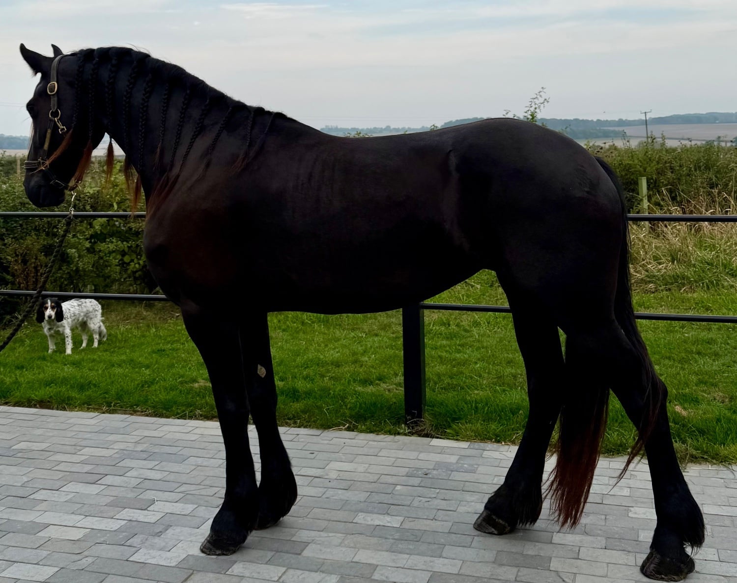 Cambridge "Witske" Black Mare Dressage Horse