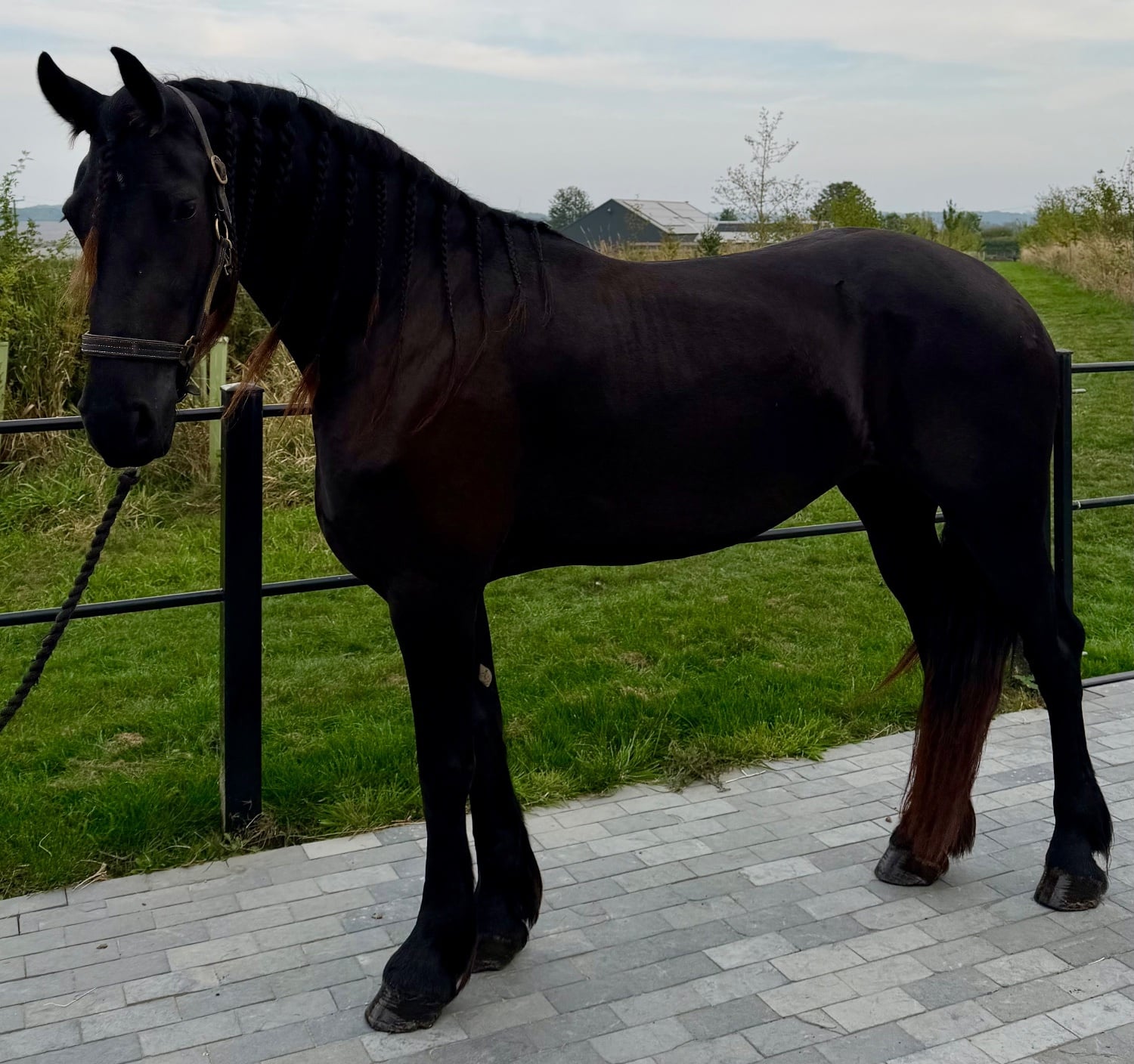 "Witske" Black Mare Dressage Horse - Horses in Cambridge