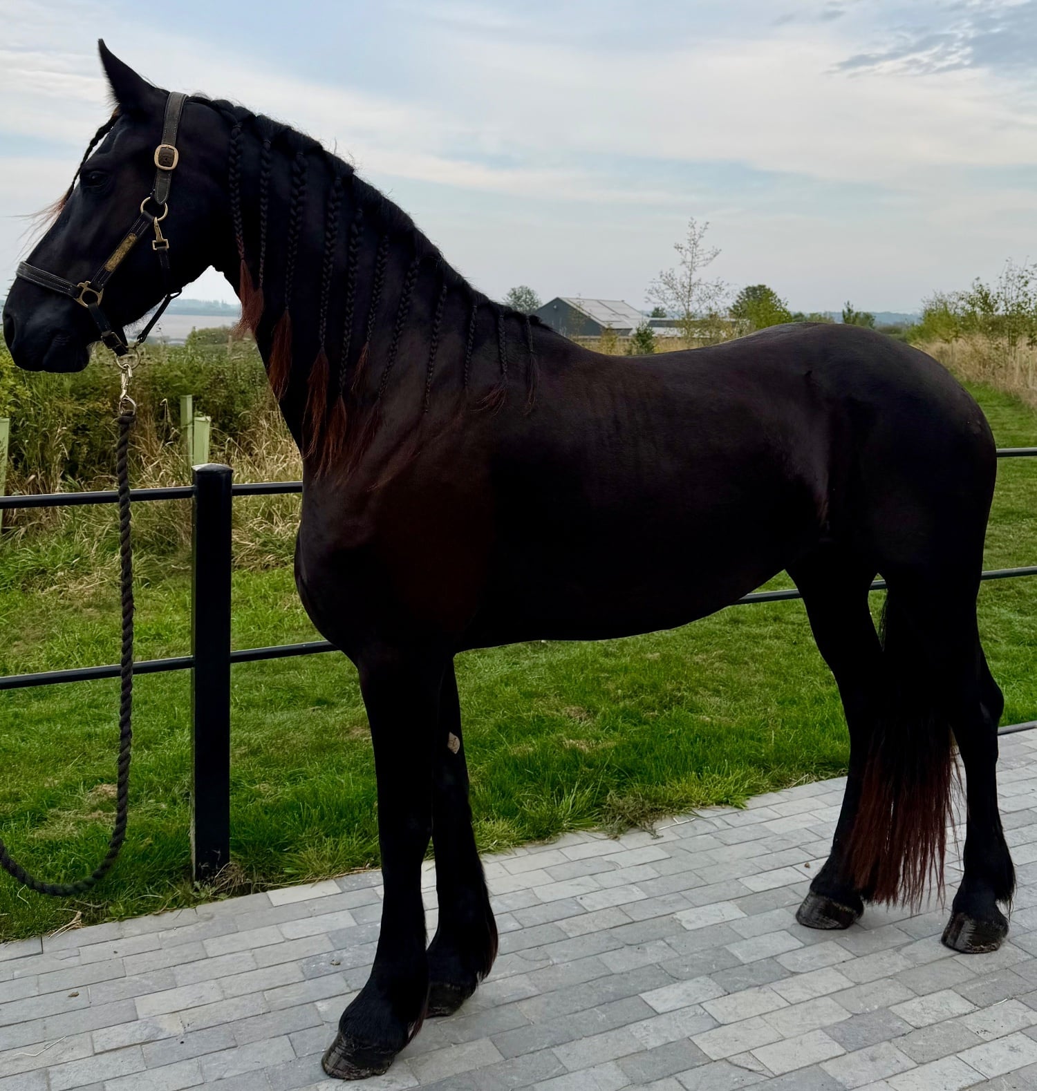 "Witske" Black Mare Dressage Horse - Horses