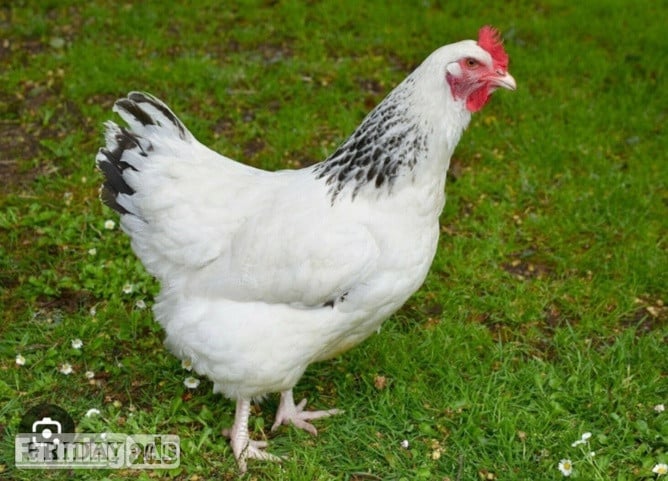 Light Sussex - Point of Lay Hens in Pilling