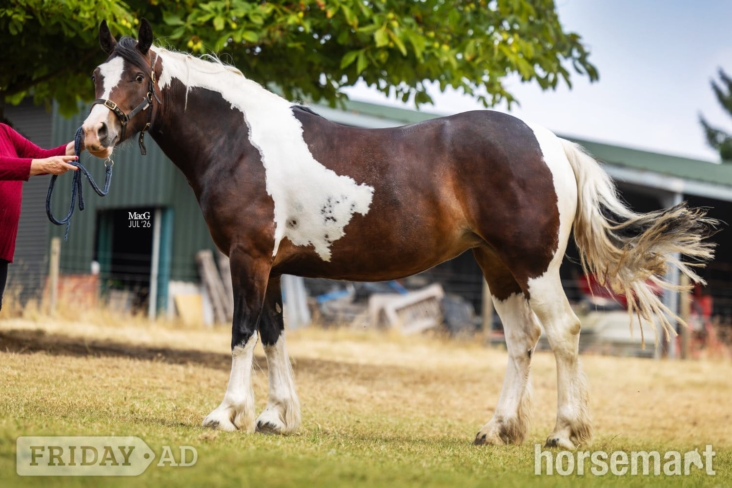 "Lady" Tri-Coloured Mare Coloured