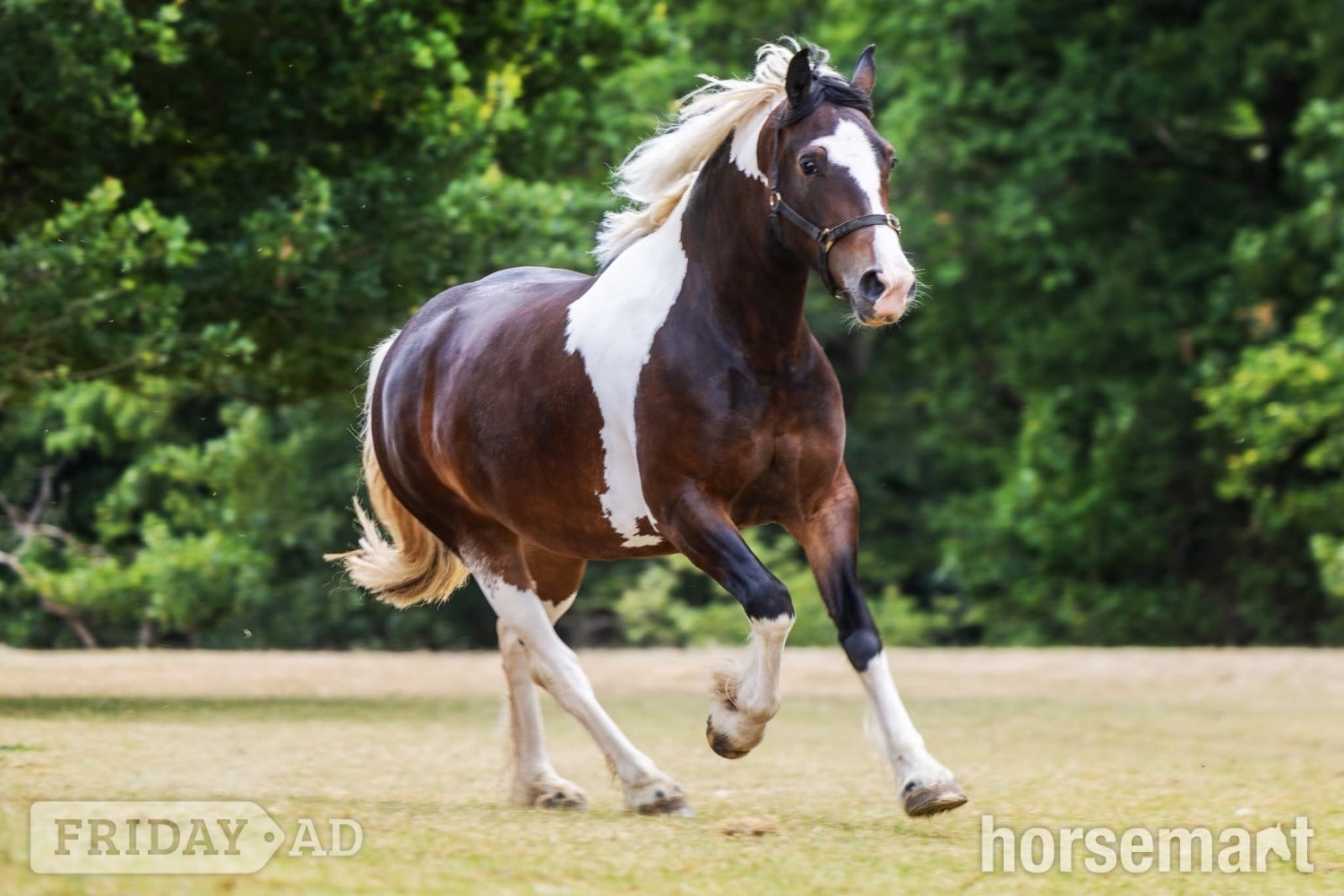 "Lady" Tri-Coloured Mare Coloured - Horses in Welshpool