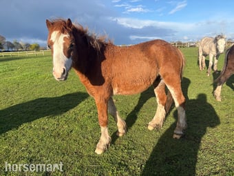 "Greatwarford Alfie" Chestnut Roan Colt Mountain & Moorland Pony
