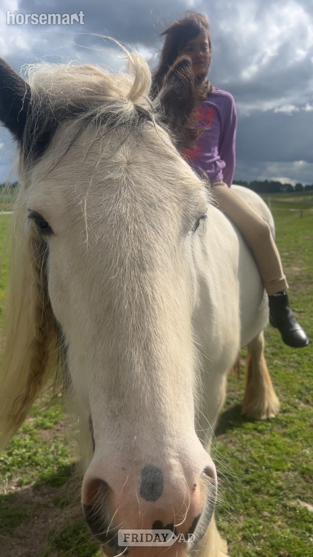 "Molly" Piebald Mare Cob/Heavy Horse