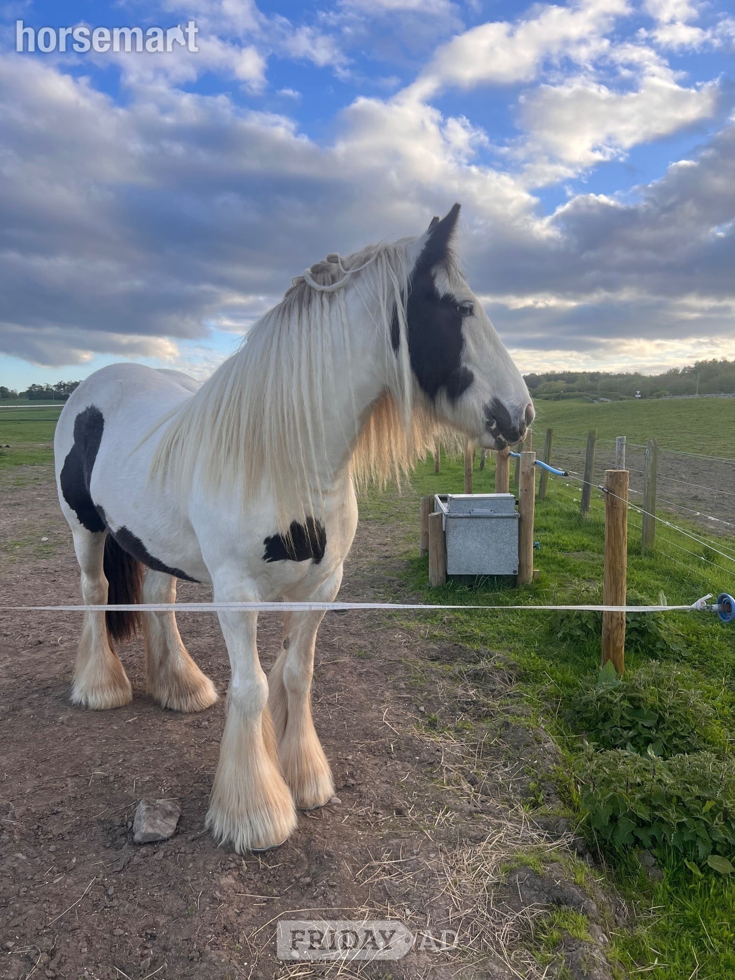 "Molly" Piebald Mare Cob/Heavy Horse - Horses in St Boswells