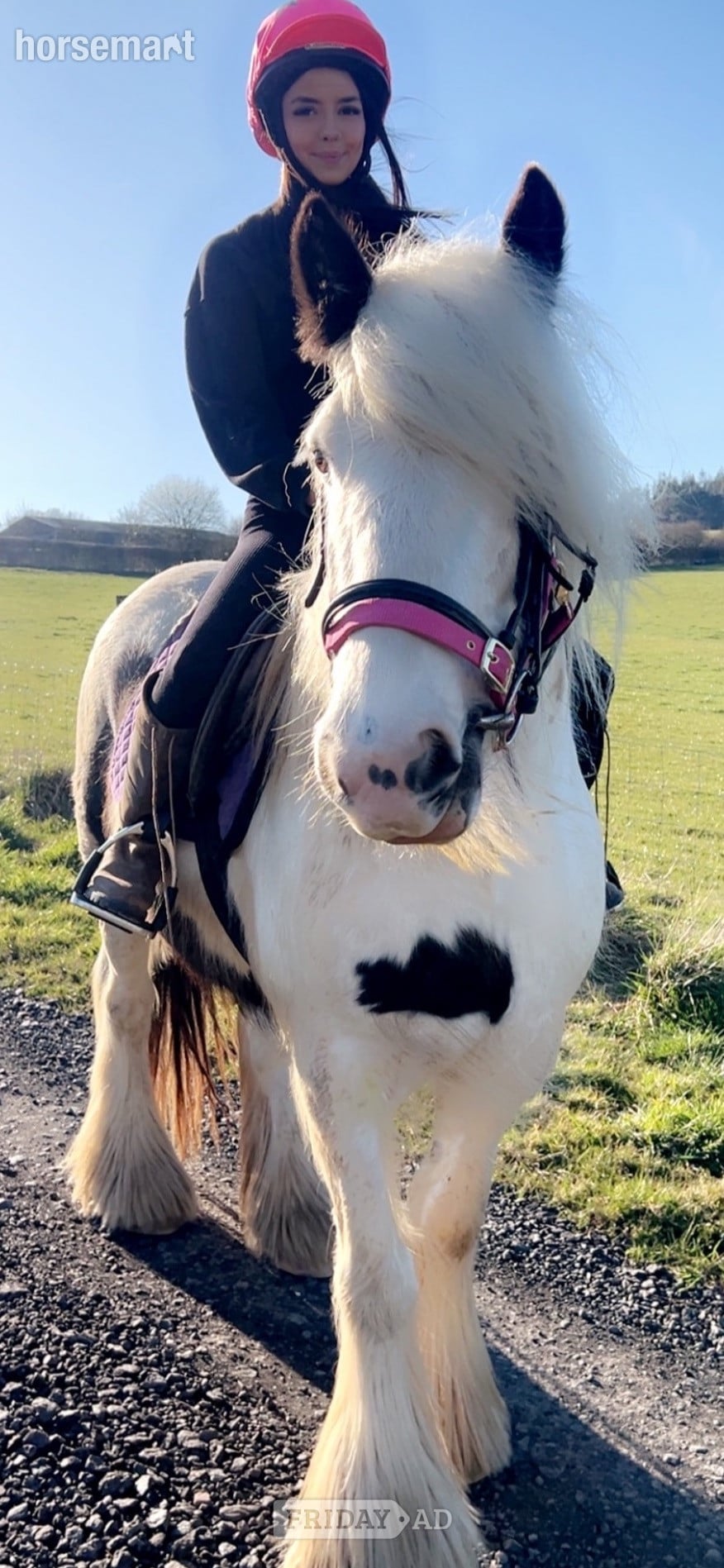 "Molly" Piebald Mare Cob/Heavy Horse in St Boswells