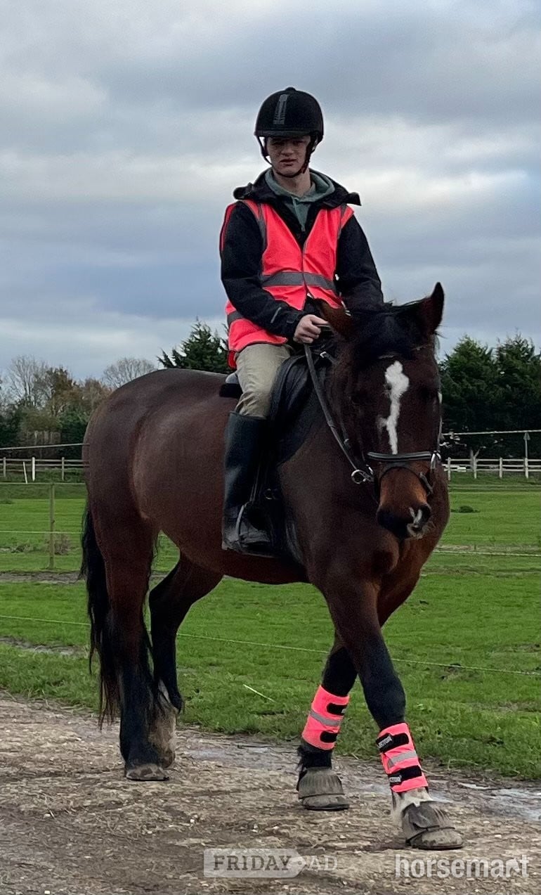 "Darcy" Bay Mare All Rounder in Wisbech