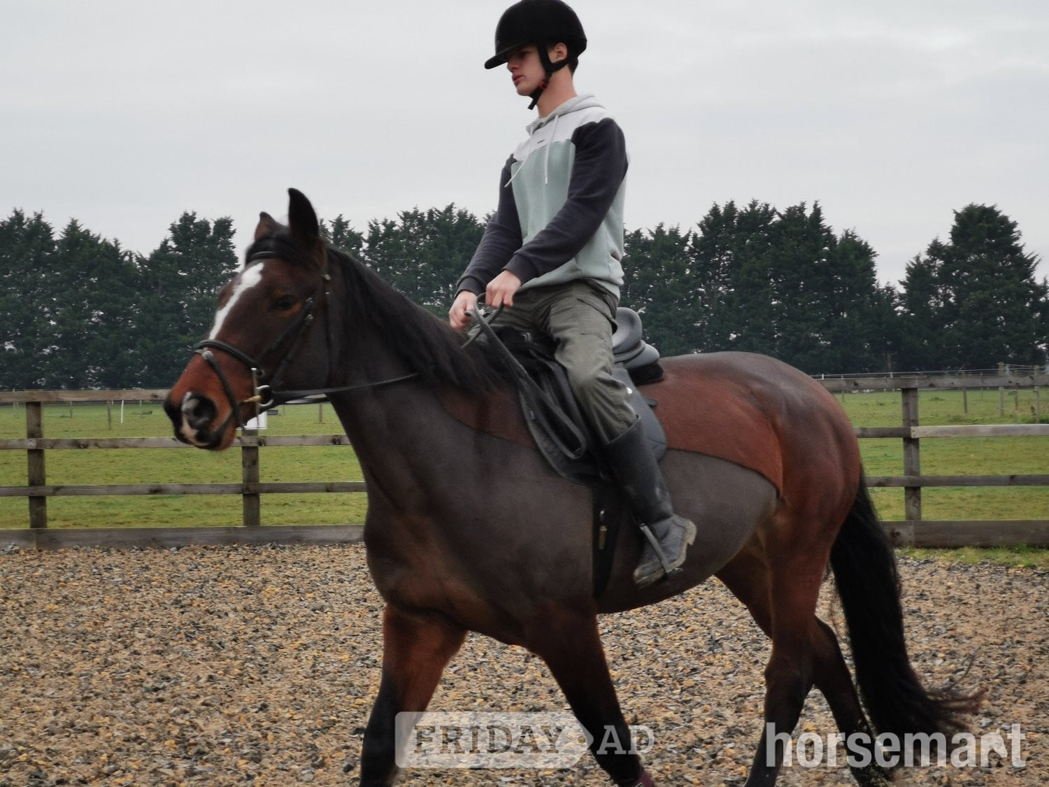 "Darcy" Bay Mare All Rounder