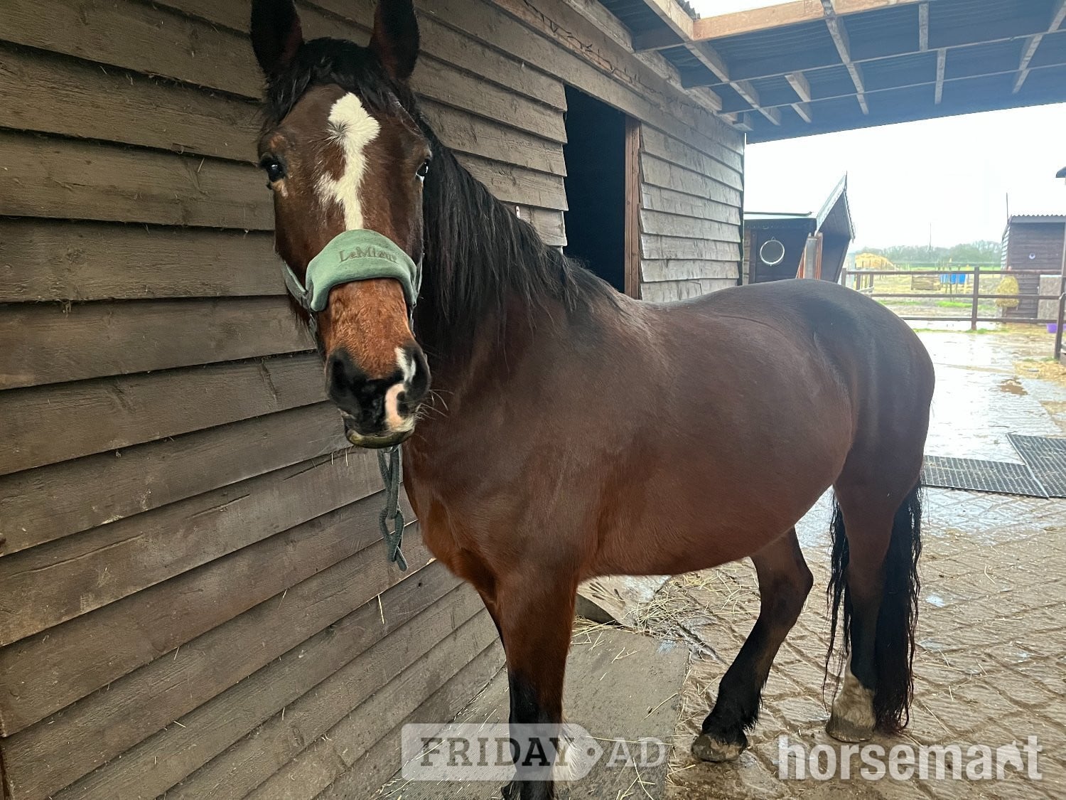 Wisbech "Darcy" Bay Mare All Rounder