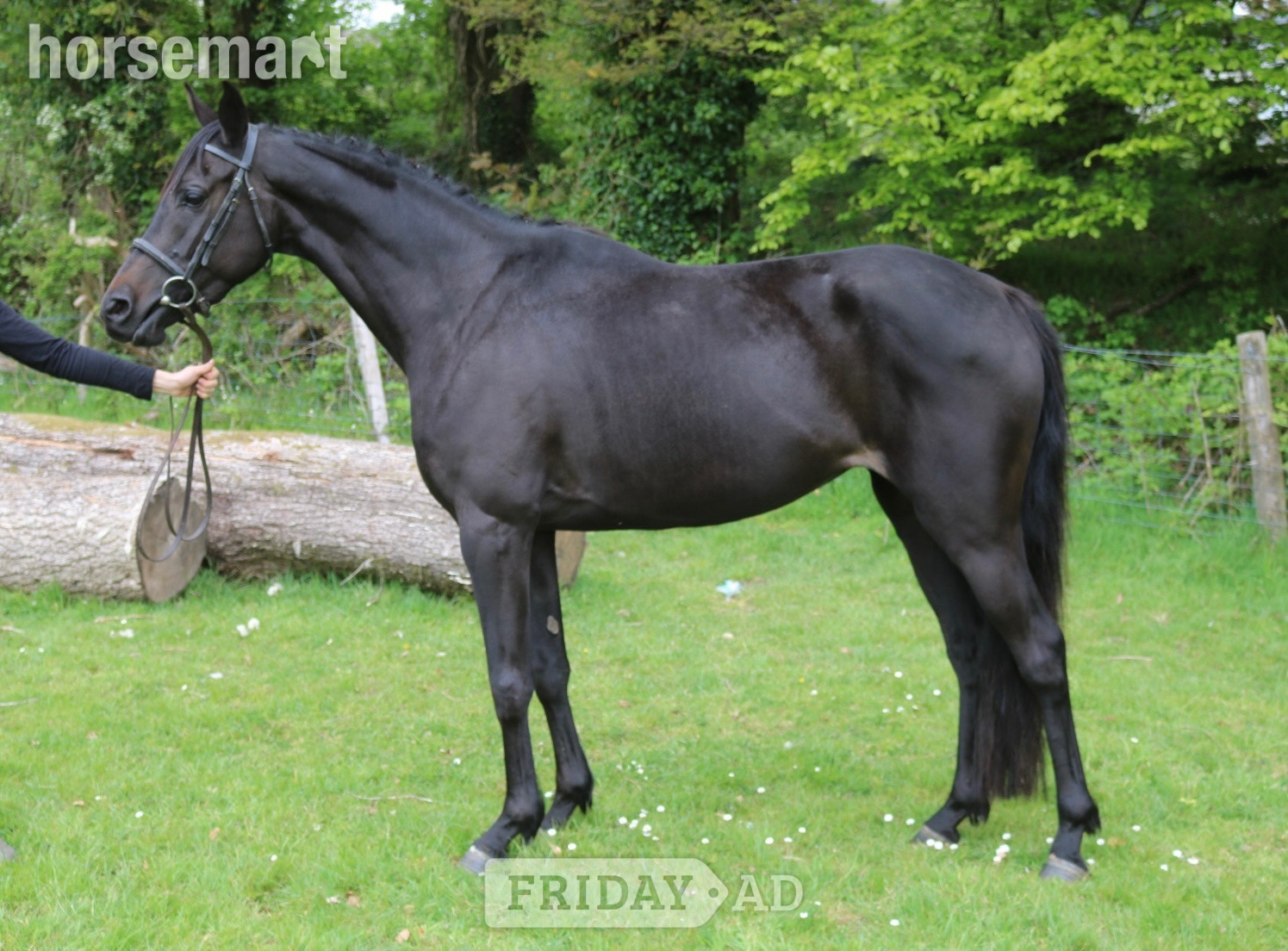 "Absolutely Debutante" Black Mare All Rounder in Llandysul