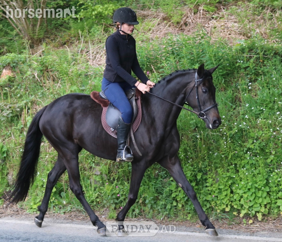 "Absolutely Debutante" Black Mare All Rounder