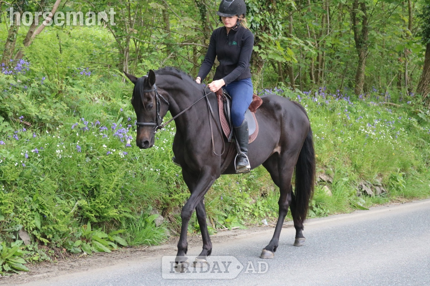 Llandysul "Absolutely Debutante" Black Mare All Rounder