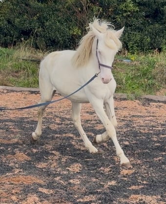 "Abi " Cremello Filly Youngstock / Foal