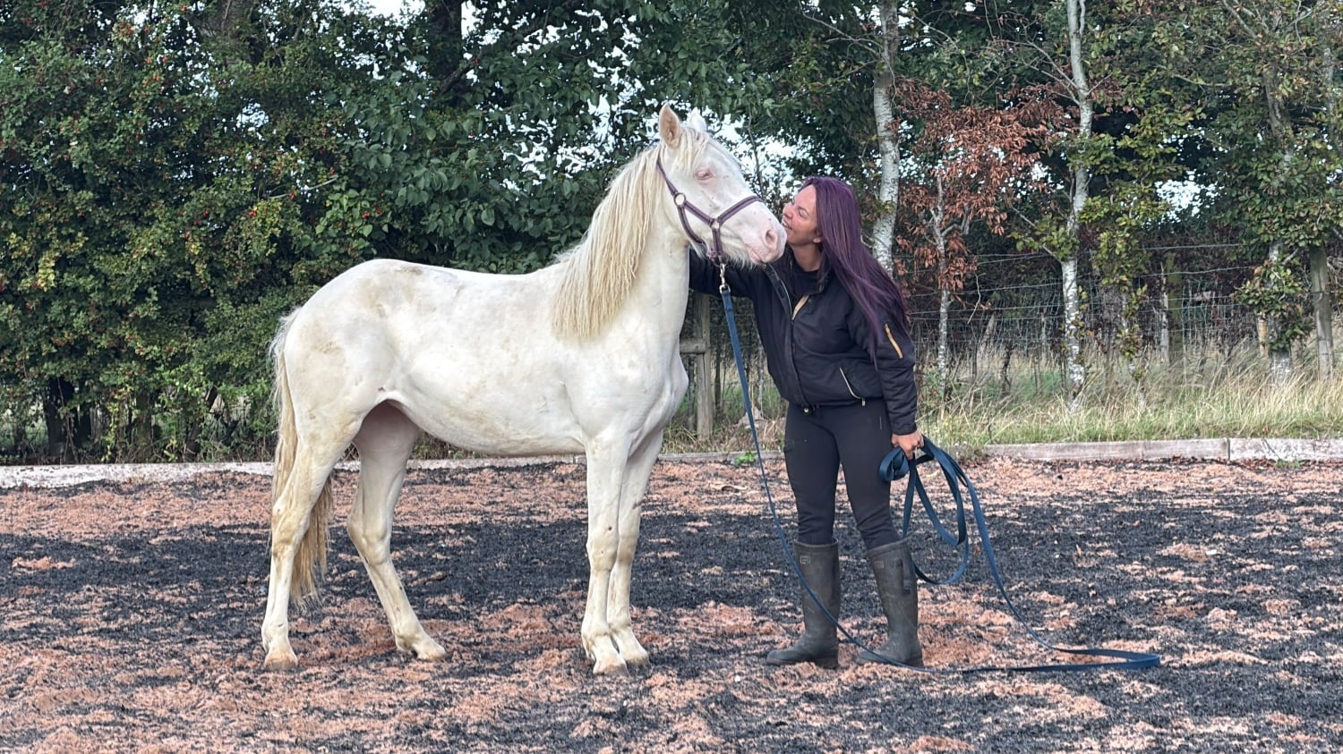 "Abi " Cremello Filly Youngstock / Foal