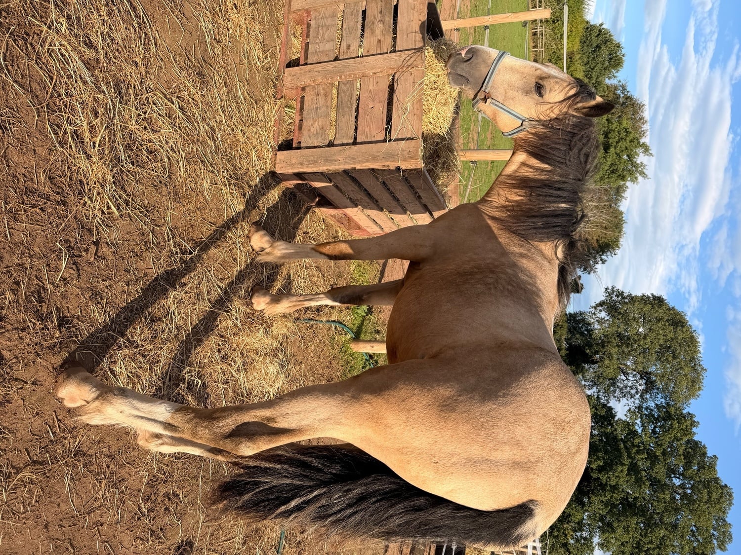 Wolverhampton "Abi " Cremello Filly Youngstock / Foal