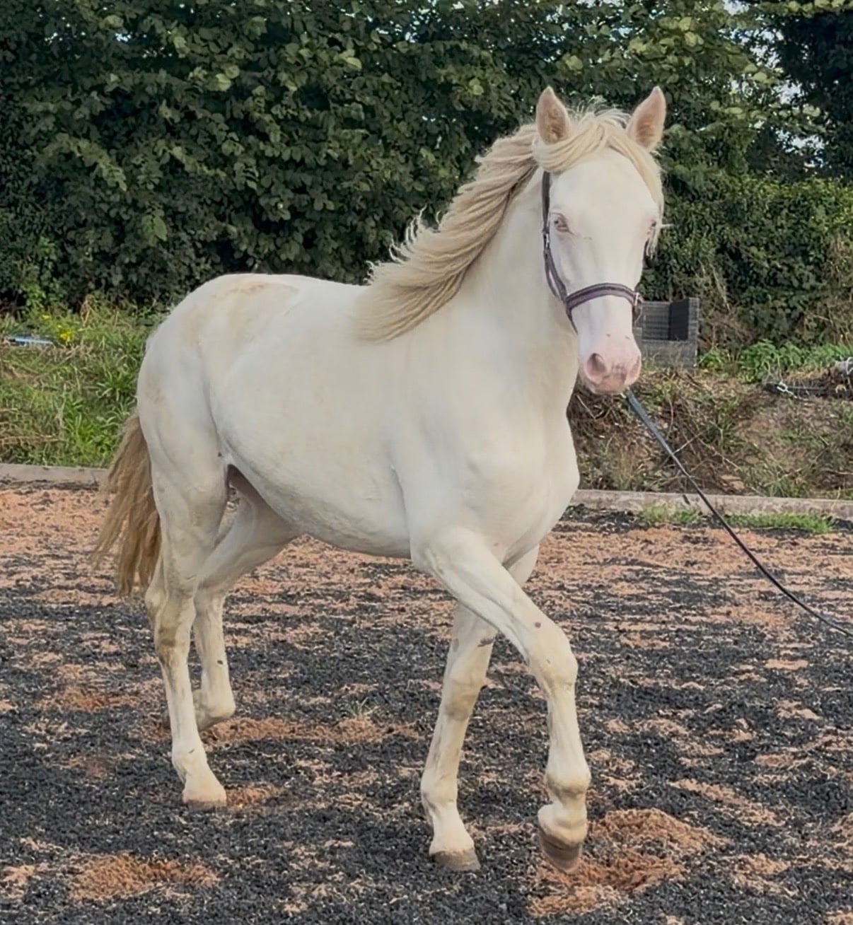 "Abi " Cremello Filly Youngstock / Foal - Horses in Wolverhampton