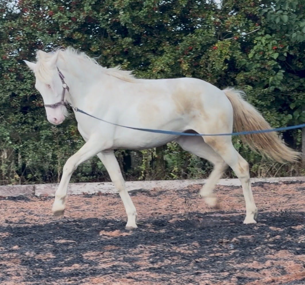 "Abi " Cremello Filly Youngstock / Foal - Horses