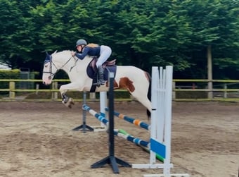 "Tom: easygoing, scopey sport cob " Skewbald Gelding All Rounder