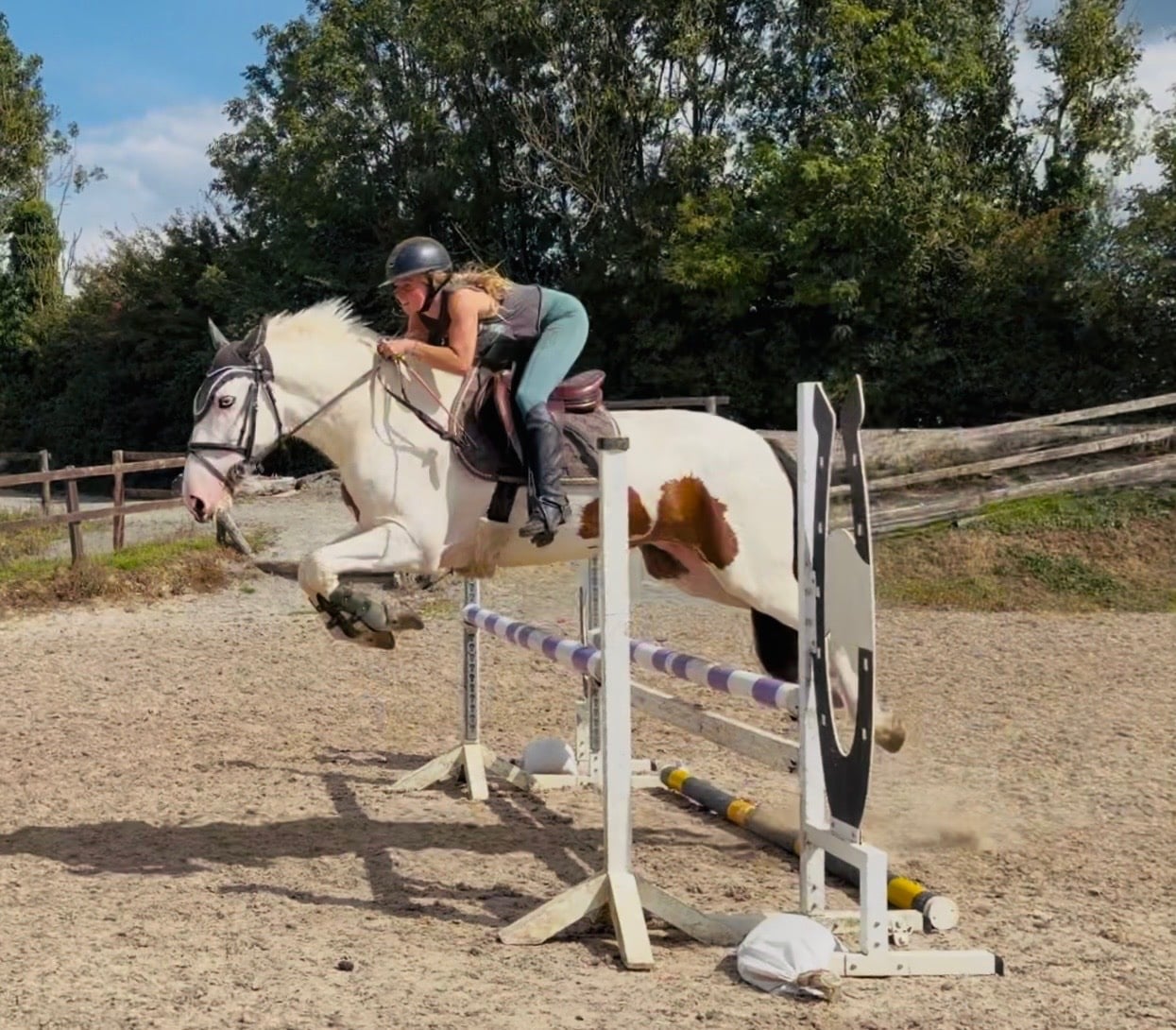"Tom: easygoing, scopey sport cob " Skewbald Gelding All Rounder
