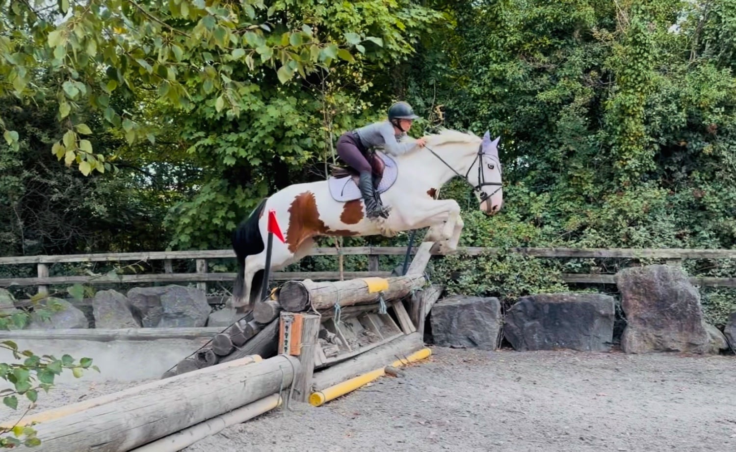 "Tom: easygoing, scopey sport cob " Skewbald Gelding All Rounder - Horses in Raheen