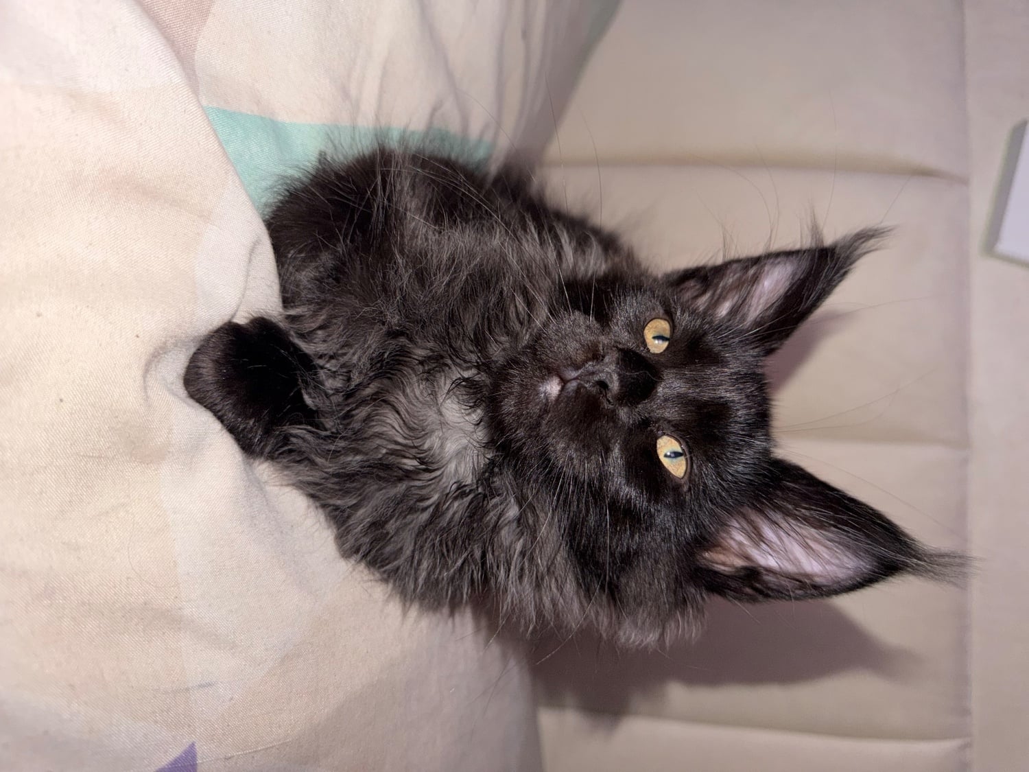 4 Beautiful girls looking for their forever homes