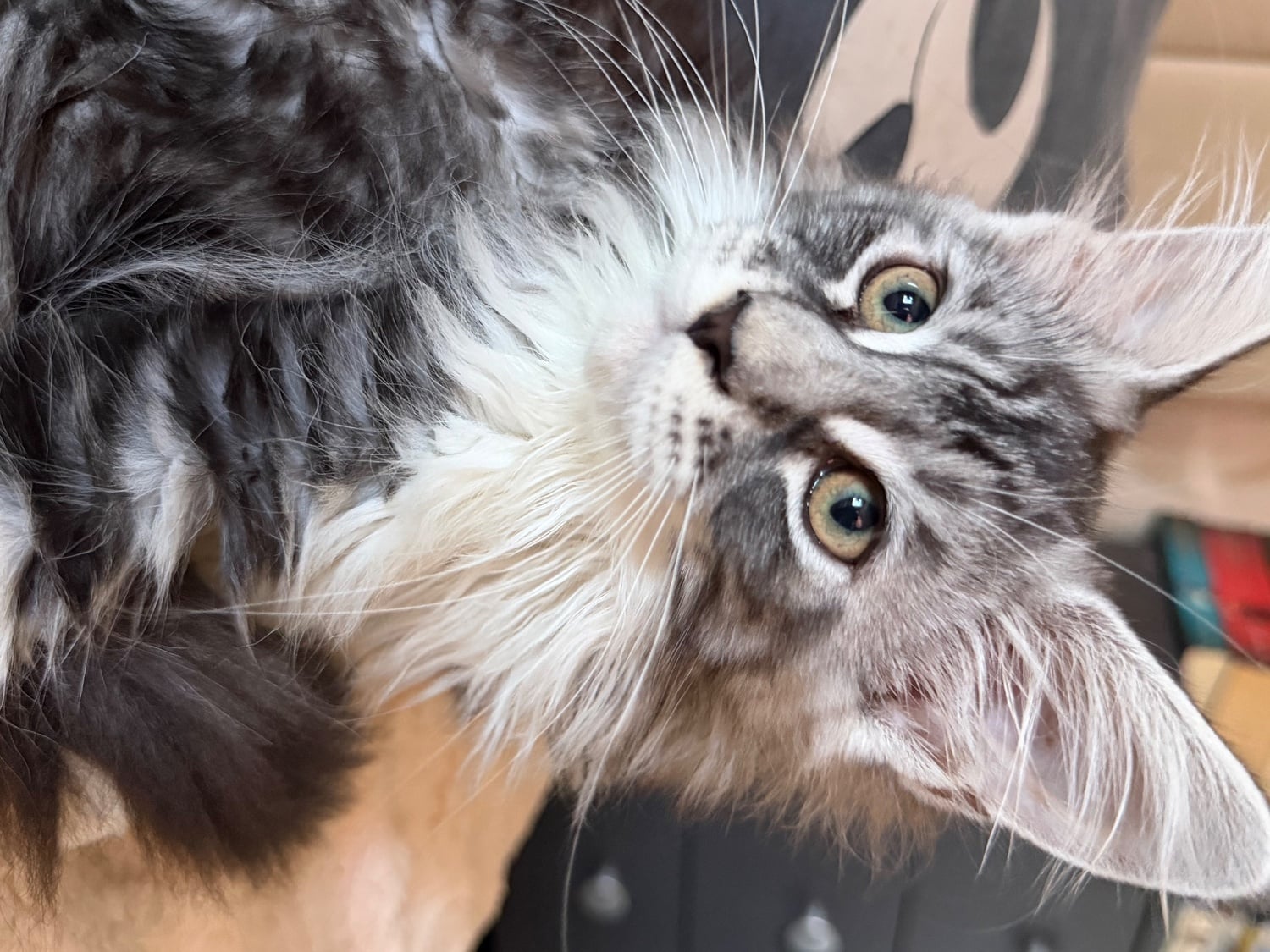 4 Beautiful girls looking for their forever homes - Cats & Kittens in Birmingham