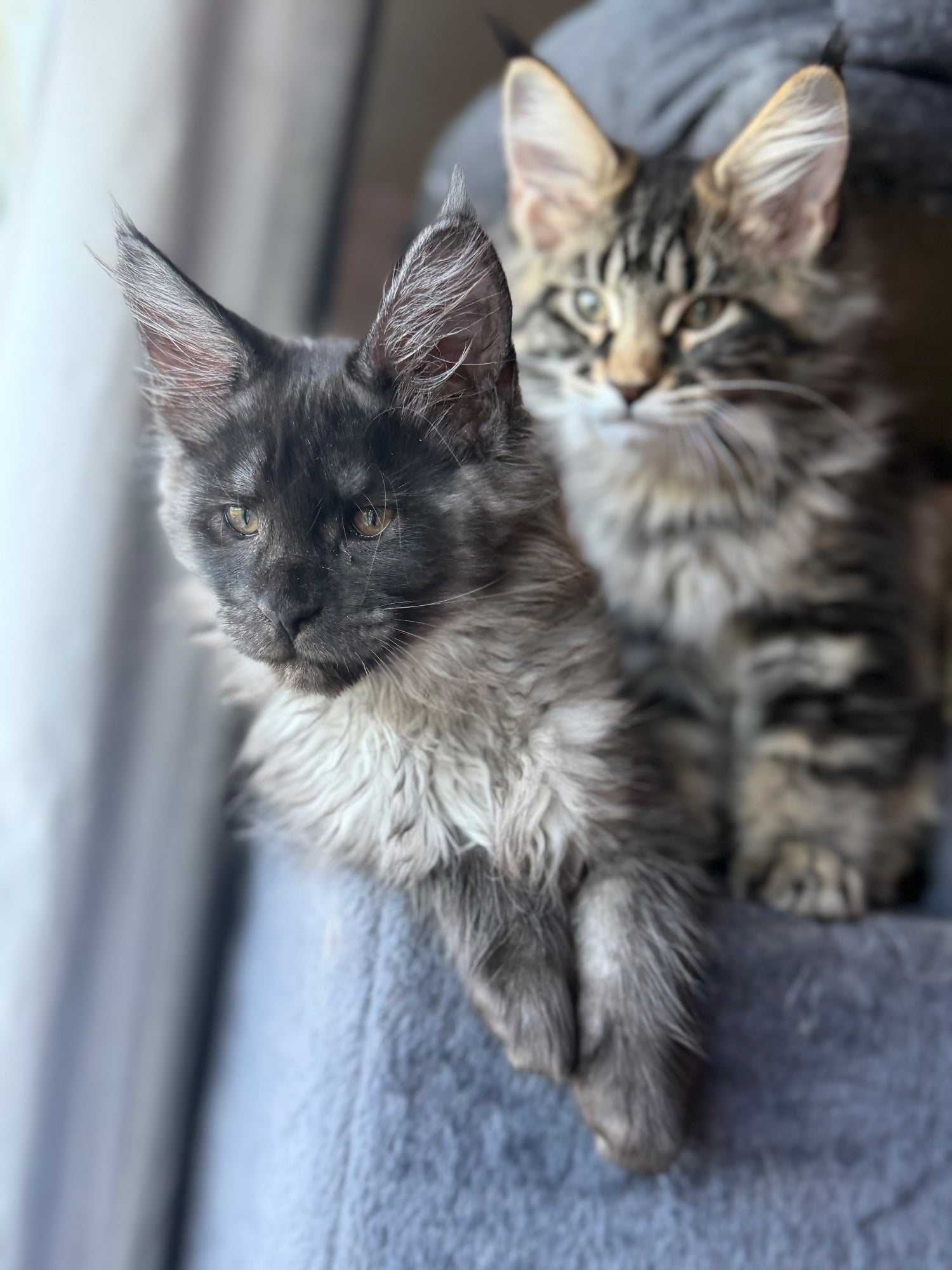 4 Beautiful girls looking for their forever homes - Cats & Kittens