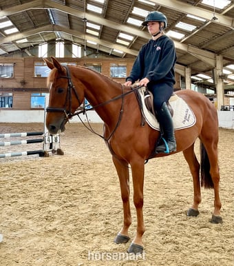 "Rusty" Chestnut Mare All Rounder