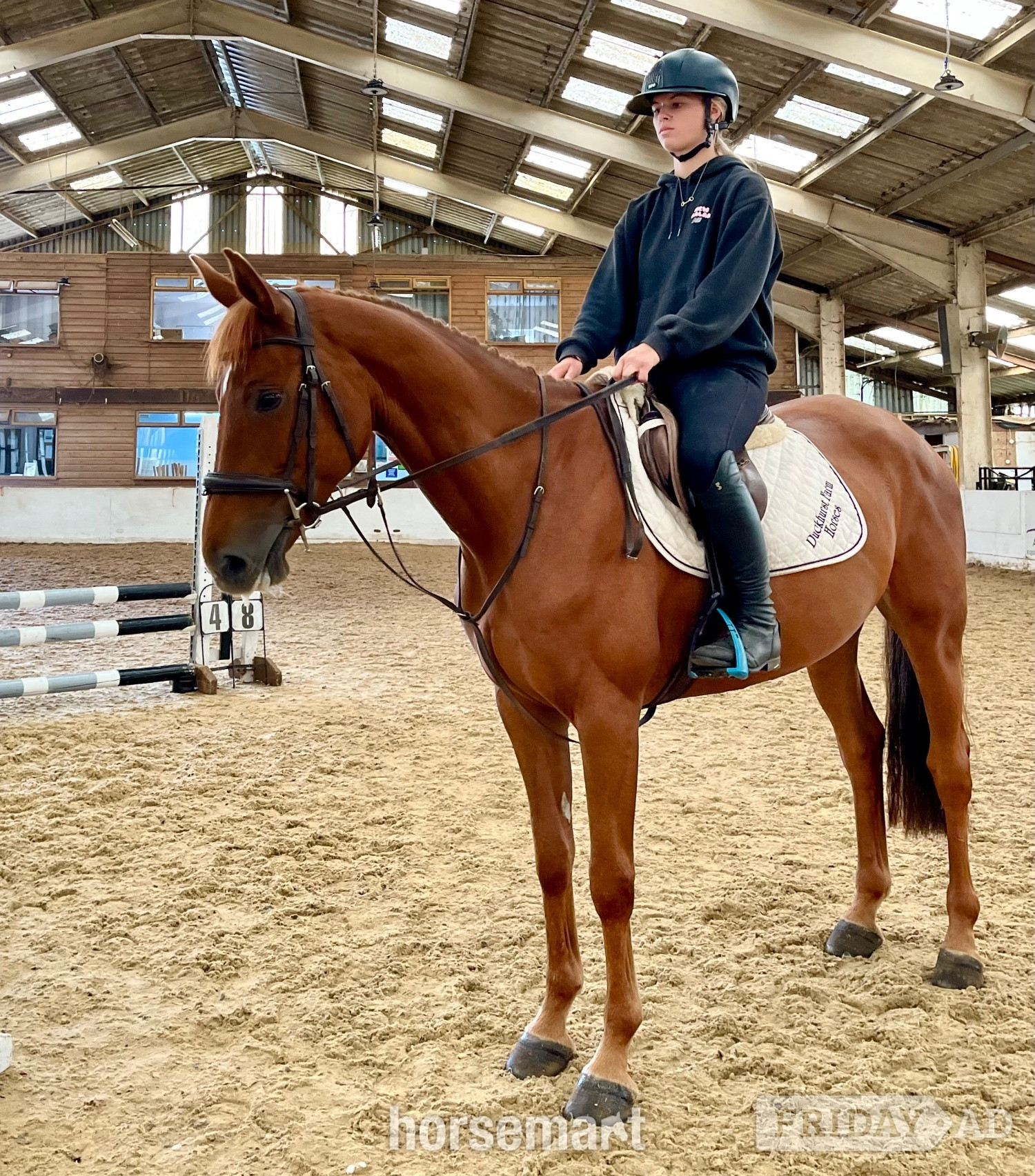 "Rusty" Chestnut Mare All Rounder in Staplehurst