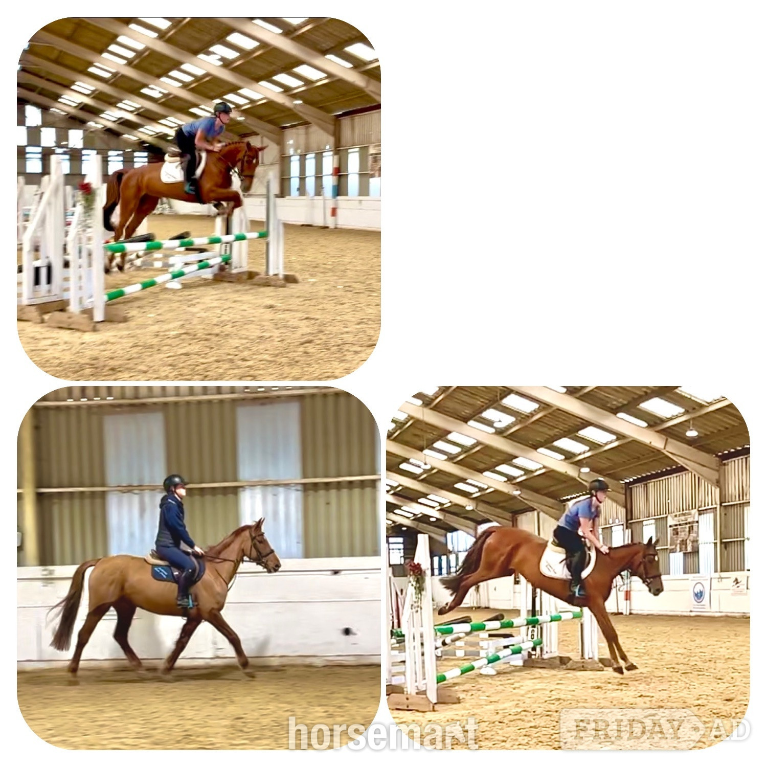 "Rusty" Chestnut Mare All Rounder