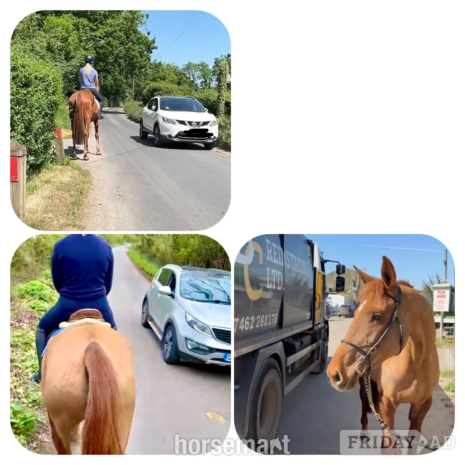 Staplehurst "Rusty" Chestnut Mare All Rounder