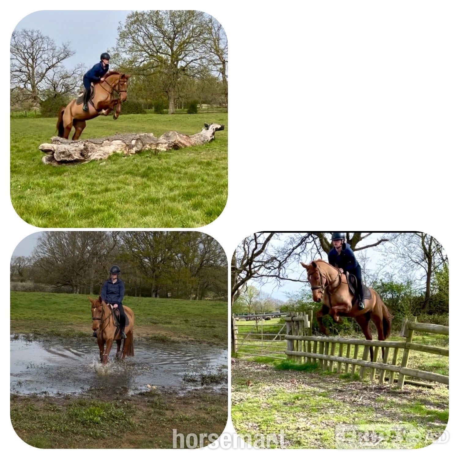 "Rusty" Chestnut Mare All Rounder - Horses in Staplehurst