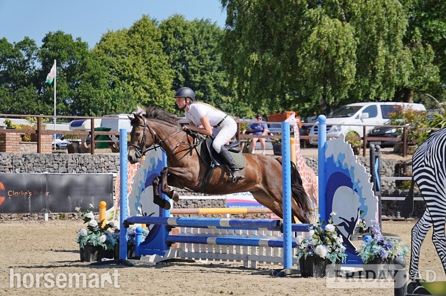 "Dancer " Chocolate Dun Mare All Rounder in Ebbw Vale