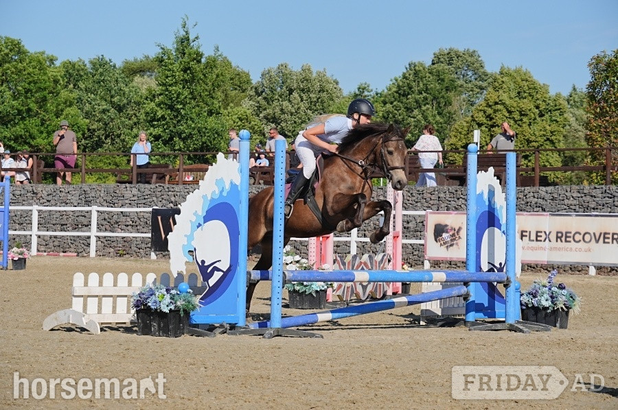 "Dancer " Chocolate Dun Mare All Rounder
