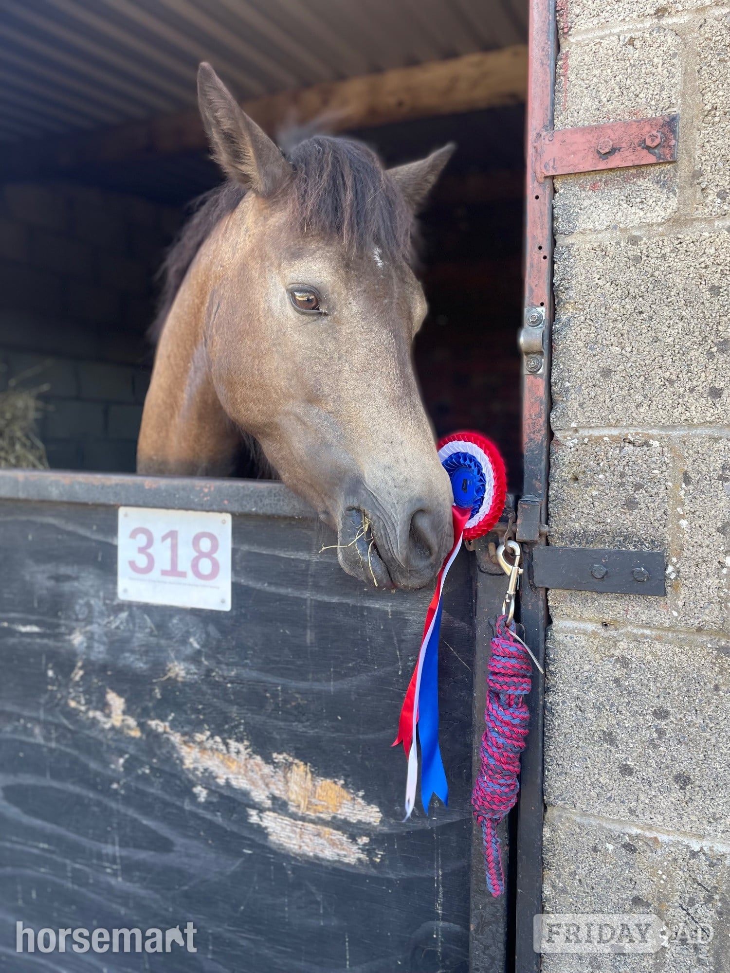 "Dancer " Chocolate Dun Mare All Rounder - Horses in Ebbw Vale
