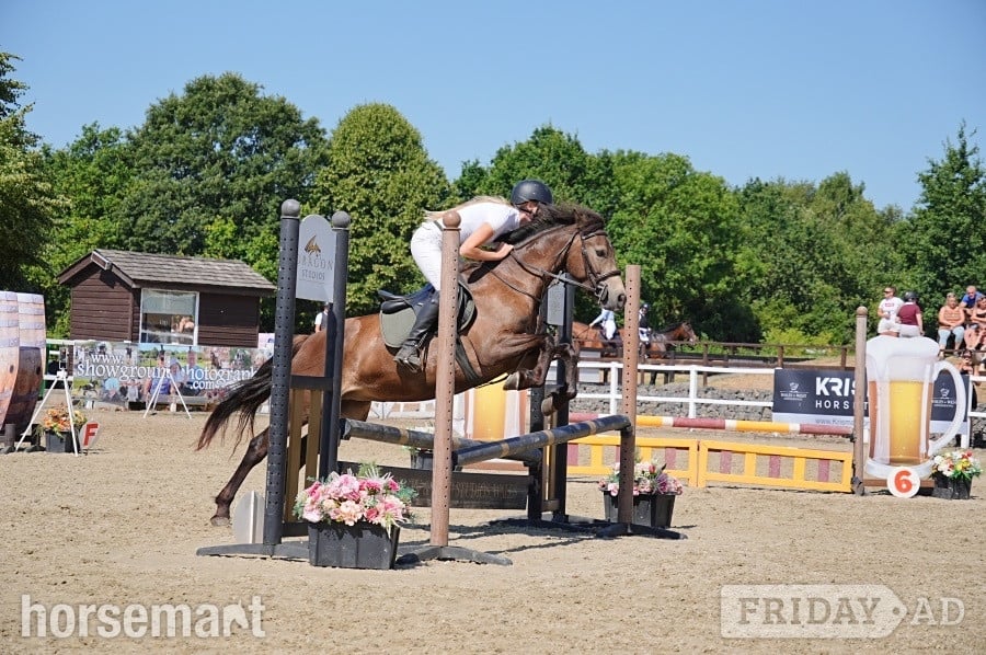 "Dancer " Chocolate Dun Mare All Rounder - Horses