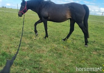 "Queenie" Dark Bay Mare Project Horse