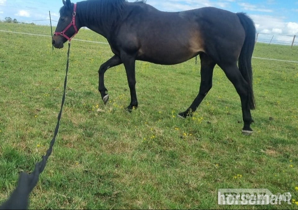 "Queenie" Dark Bay Mare Project Horse in Huntingdon