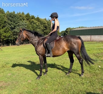 "Lady" Bay Mare All Rounder