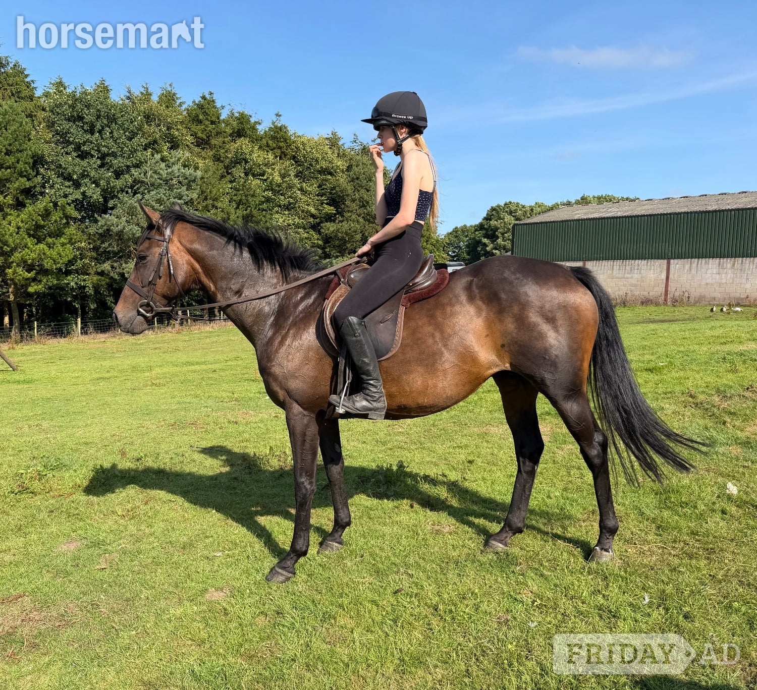 "Lady" Bay Mare All Rounder in Haltwhistle