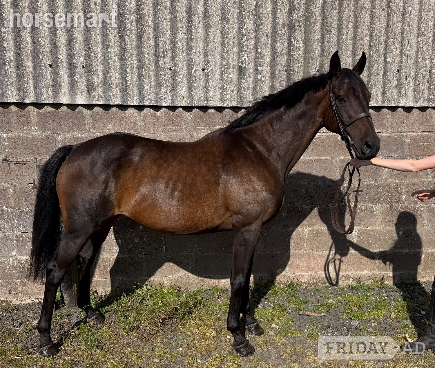 "Lady" Bay Mare All Rounder
