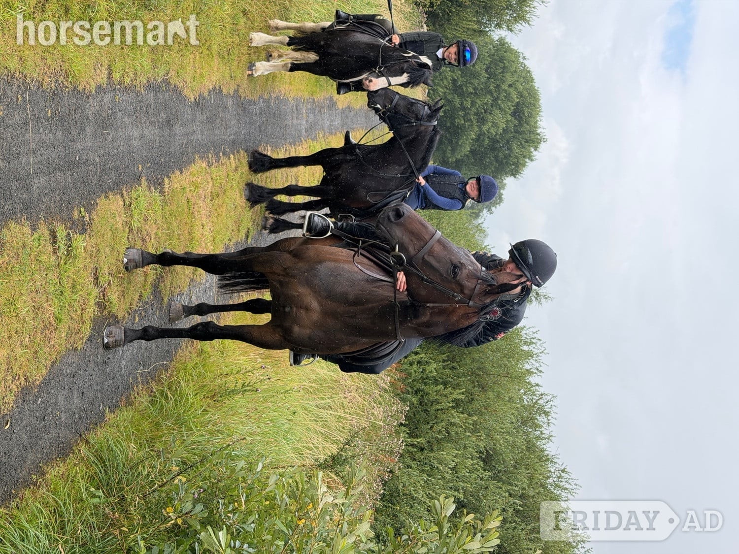 Haltwhistle "Lady" Bay Mare All Rounder
