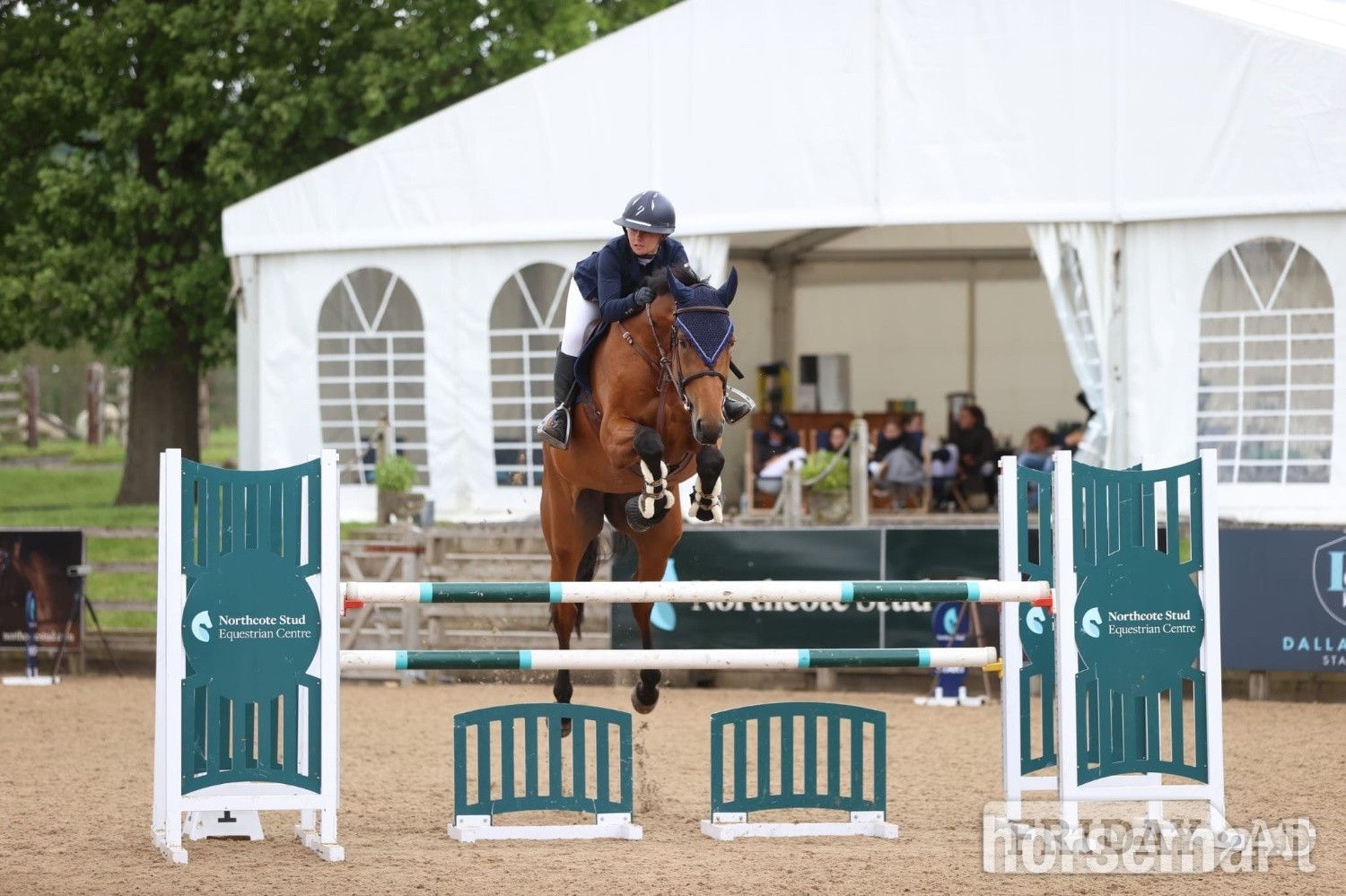 "Mina " Bay Mare All Rounder in Whalley