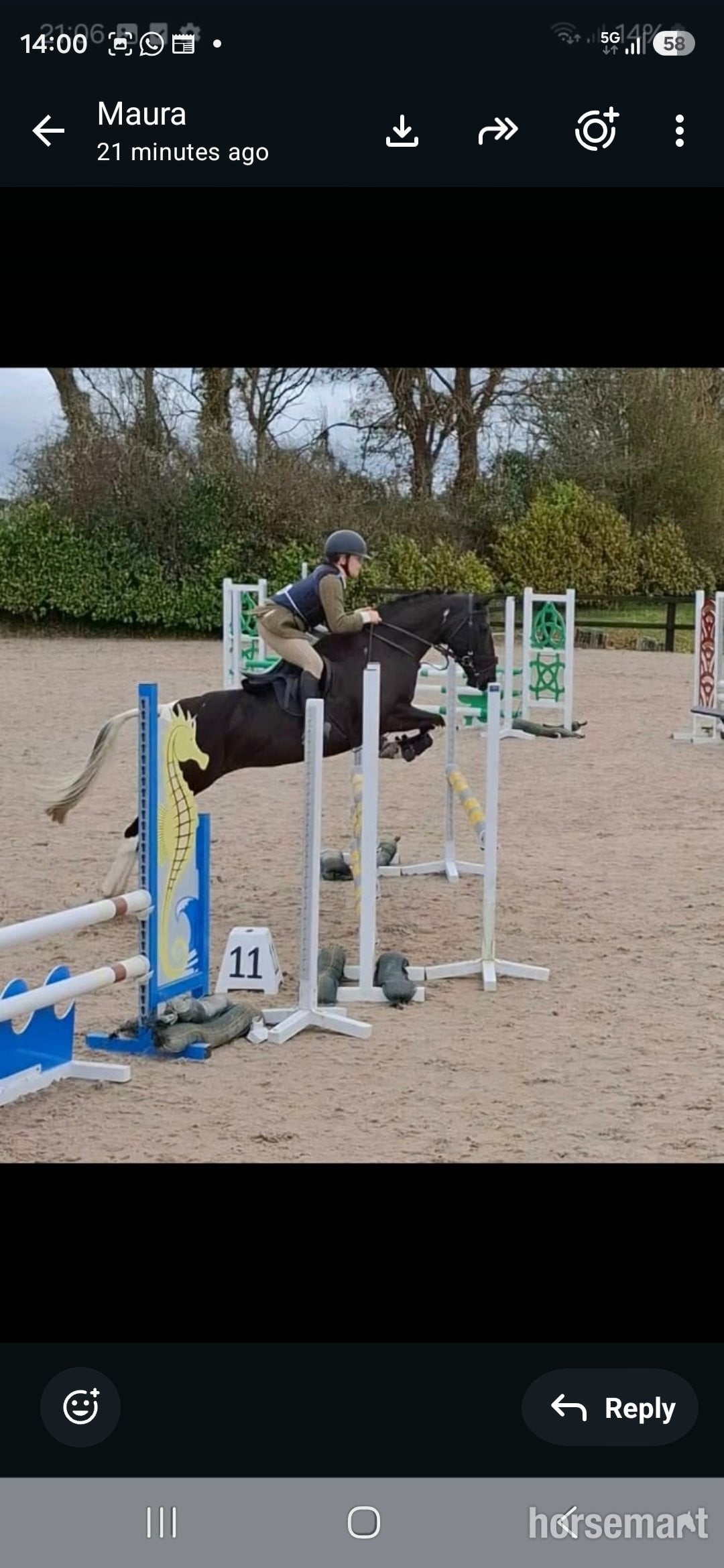 "Indy" Coloured Mare All Rounder