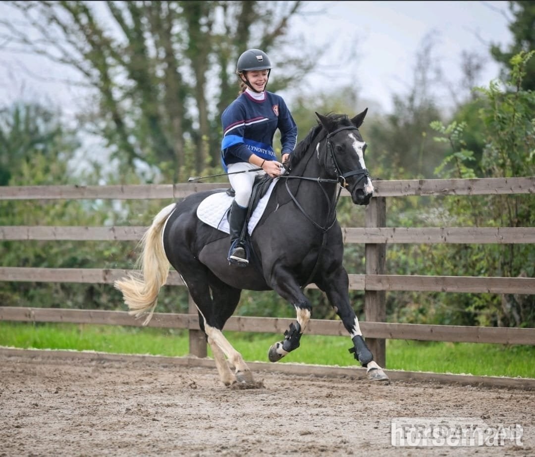 "Indy" Coloured Mare All Rounder in Tipperary