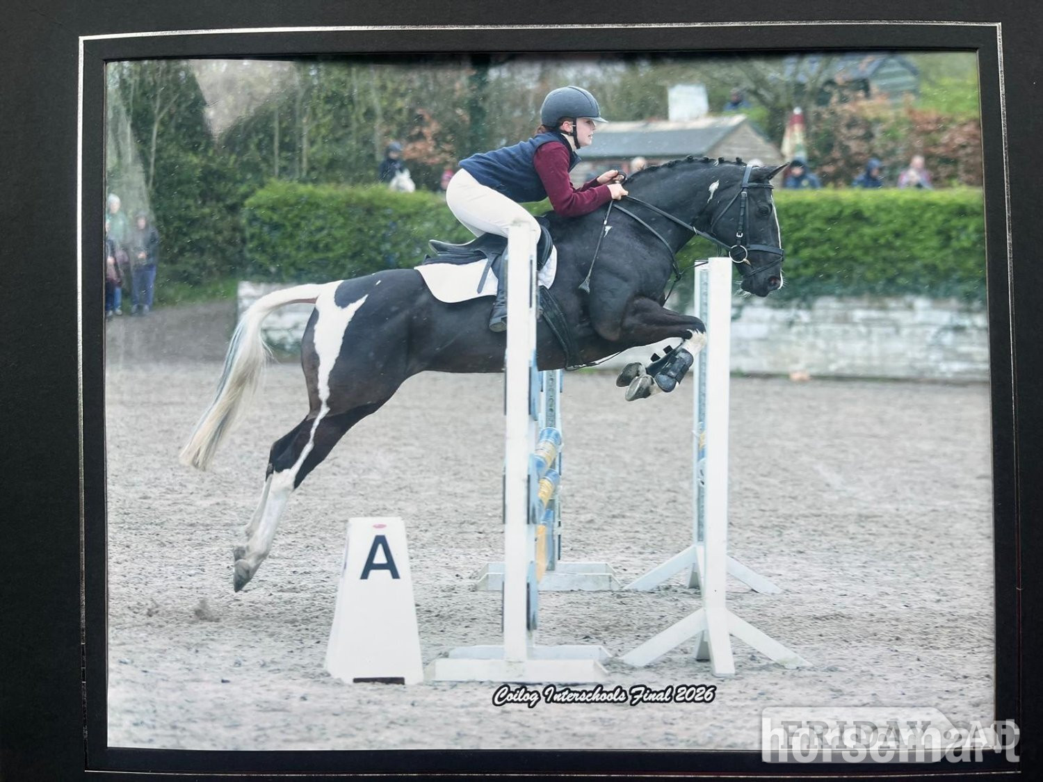 Tipperary "Indy" Coloured Mare All Rounder