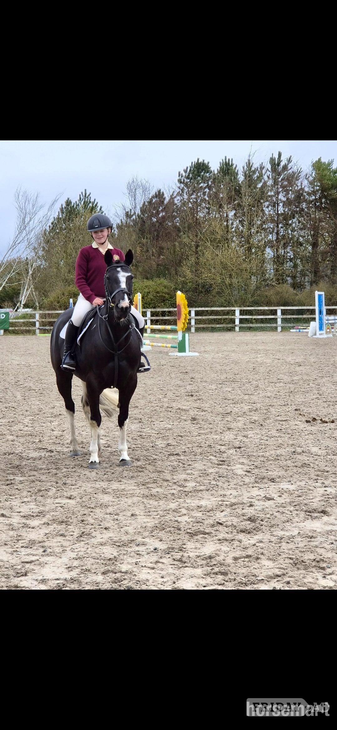 "Indy" Coloured Mare All Rounder - Horses in Tipperary
