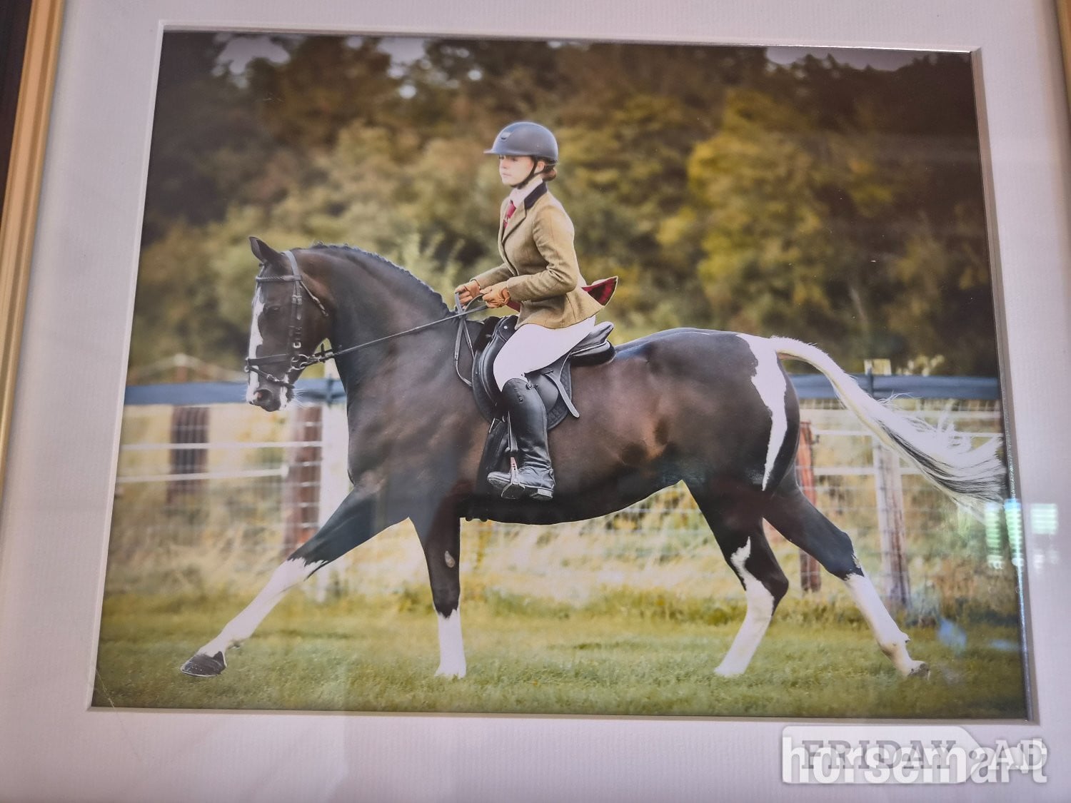 "Indy" Coloured Mare All Rounder - Horses