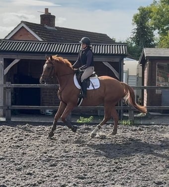 "Top Grassroots Horse" Chestnut Gelding All Rounder
