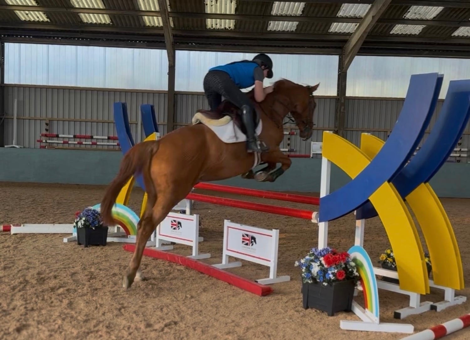 "Top Grassroots Horse" Chestnut Gelding All Rounder